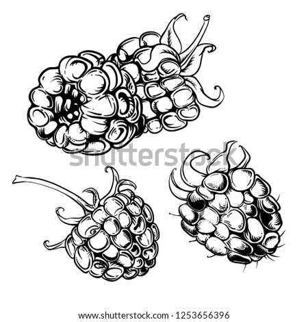 Illustration set of drawing raspberry. Hand draw illustration set for design. Vector engraving drawing antique illustration of raspberry with leafs.