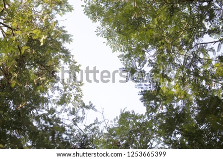 Ground view of forest