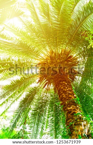 Palm tree nature texture background with shinning sun from branches, vertical shot