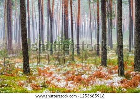 Cloudy winter day in the pine forest. Green grass under the snow and golden leaves. Latvia