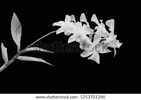 Orchid  style white and black  are on a black background.