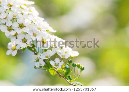 White cherry blossoms over blurred nature background with copy space.. Spring apple flowers. Spring background with bokeh.