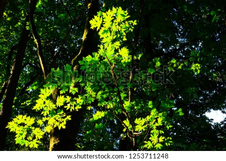 a picture of an exterior Pacific Northwest forest with Big leaf maple trees 