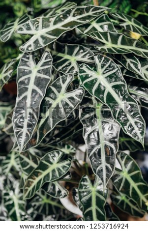 dark green leaf pattern
