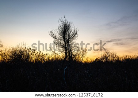 A rugged silhouette of costal vegetation. 