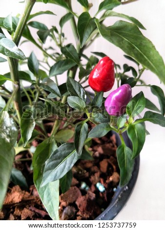 Rainbow peppers, beautiful colors chili, ornamental plants and make to food with high vitamins. 