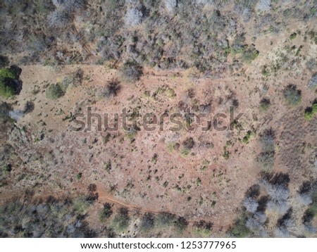 Dry forest landscape aerial top view. Dry season theme