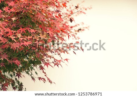 Red maple leaves in autumn season with blurred background