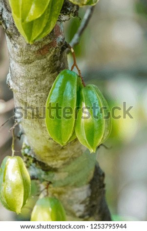 Carambola(or star fruit, Averrhoa carambola) on the tree