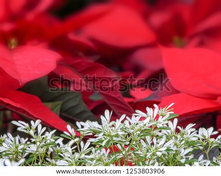 White Christmas leaves and red Christmas flowers blooming in December