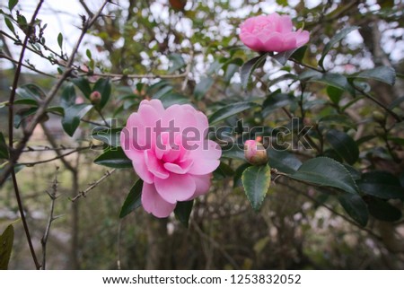 Flowering of camellia


