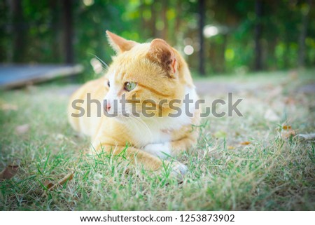 Cute brown cat on green grass with blurred bokeh background