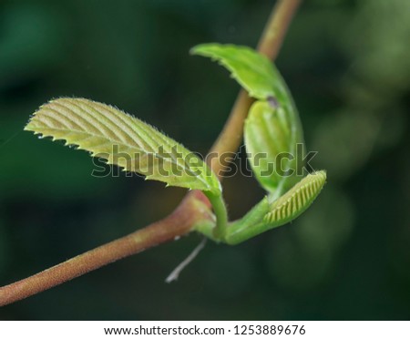 tetracera sarmentosa leafs