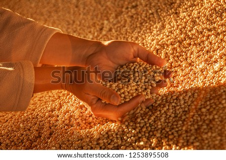 Human hands with soy harvest. Royalty-Free Stock Photo #1253895508