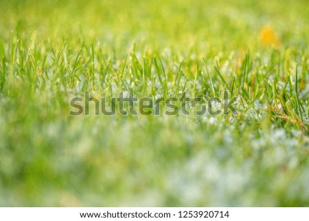 green grass snow blurred background bokeh