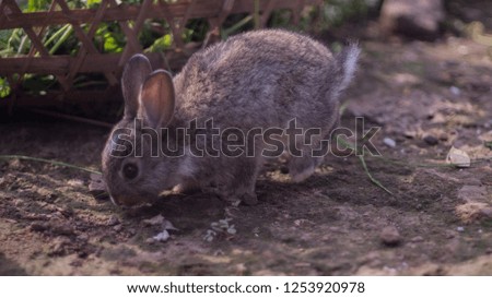Cute brown grey baby rabbit looking for food 