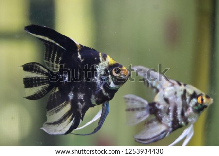 Black and white angel fish
