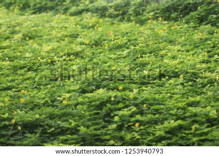 Flowers on Green Plants