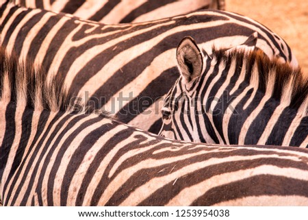 Close up portrait from a zebra in herd of zebras with pattern of black and white stripes. Wildlife scene from nature in savannah, Africa. Safari in National Park of Tanzania.