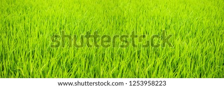 Close up of green rice field. Texture of growing rice, floral background of green grass. Ripe rice, harvest time. Rice farm, field, paddy. Selective focus long banner