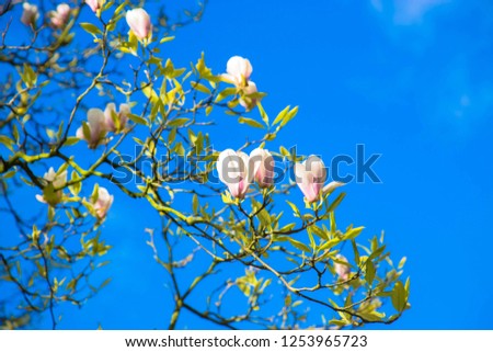 Spring white magnolia flowers. Flowering branches of magnolia tree against the blue sky. Spring floral background. Blooming garden.