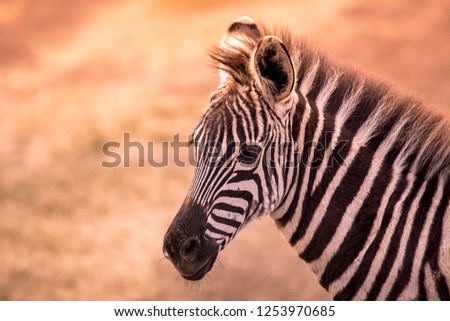 Young baby zebra with pattern of black and white stripes. Wildlife scene from nature in savannah, Africa. Safari in National Park Serengeti of Tanzania.