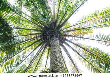 green palm tree bottom view