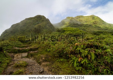 
Lush tropical vegetation on the Mount Pelee Volcano on Martinique