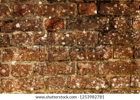 closeup view of red brick wall with speckled white moss growing on it