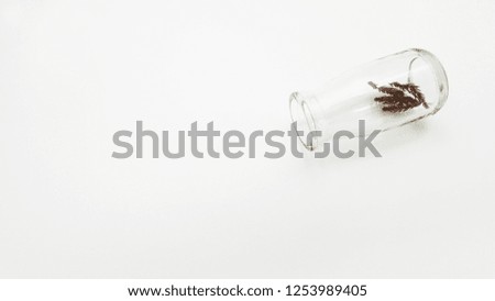 pieces of dry pine tree branch in glass bottle
