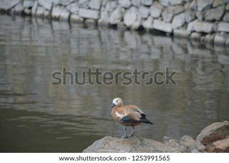 Tadorna bird sunbathing on the lake shore	

