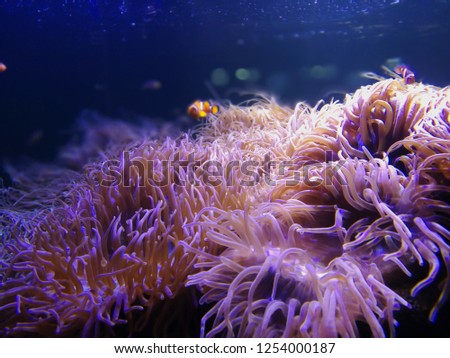 Maroon clown fish swimming near the coral blurred.