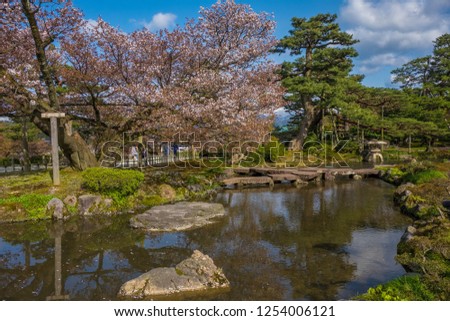 Full bloom cherry blossom in Kenrokuen Garden, one of Japan's "three most beautiful landscape gardens locate in Kanazawa, Japan