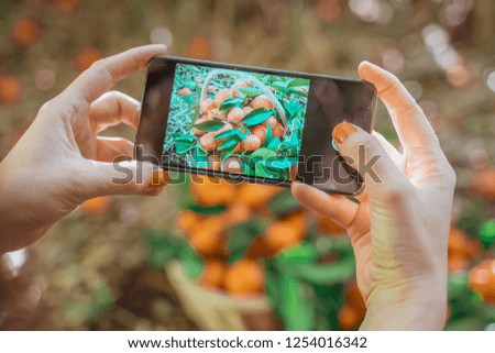Woman taking picture of a wooden basket with tangerines. Hand holding smartphone with blurred tangerines background on a garden.