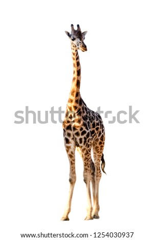 African giraffe isolated on white background. Wild animal. Royalty-Free Stock Photo #1254030937