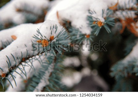 First snow in the city. Branches of fir tree covered with snow, closeup. sharp frosts. fabulous light and colorful picture.