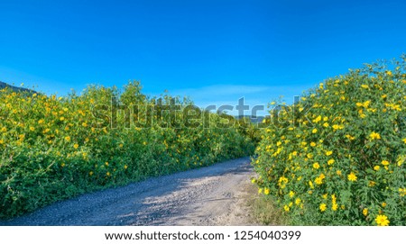 The beautiful road with wild sunflowe on both sides of the blooming golden road as welcoming attracts people to want to go through this idyllic plateau.