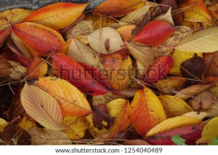 fallen leaves, autumnal tints Royalty-Free Stock Photo #1254040489