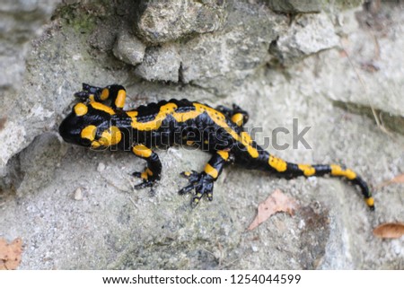 Fire salamander on stone near ruins of Starhrad castle in Žilina region, Slovakia