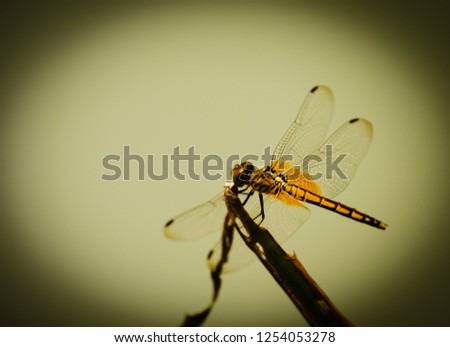 Dragonfly on flower leaf in forest 