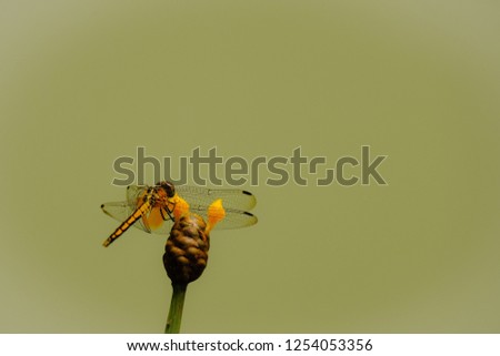 Dragonfly on flower leaf in forest 