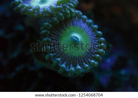 blur blue and green round corals in black background