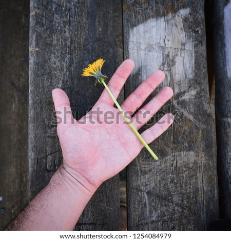                                the hand and yellow flower in the park in the nature