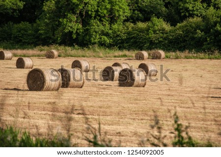 Harvest time in countryside