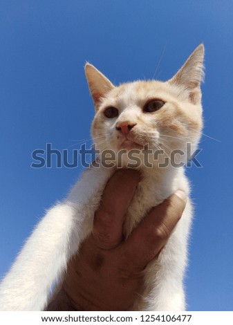 Beautiful Cat on Hand 