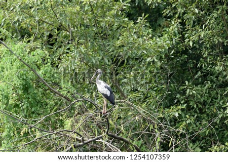 A wading bird that has distinctive gap formed between the recurved lower and arched upper mandible of the beak. Royalty-Free Stock Photo #1254107359