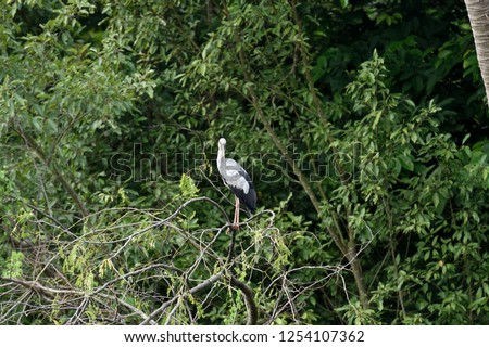 A wading bird that has distinctive gap formed between the recurved lower and arched upper mandible of the beak. Royalty-Free Stock Photo #1254107362