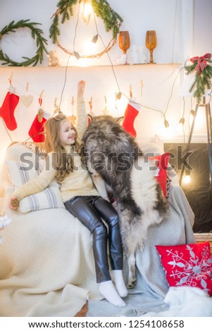 Cute girl  having fun at home with a dog Malamute at home in a decorated room for Christmas
