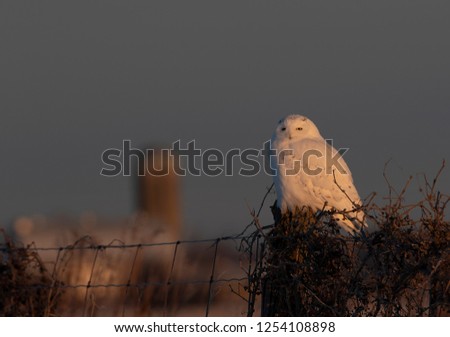 Male Snowy owl (Bubo scandiacus) perched on a wooden post with a barn in the distance in winter in Ottawa, Canada