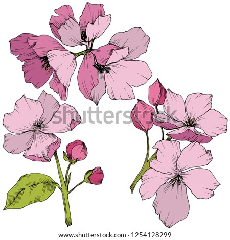 Appe blossom flowers. Pink and green engraved ink art. Wild spring leaf. Isolated apple blossom flowers illustration element.
